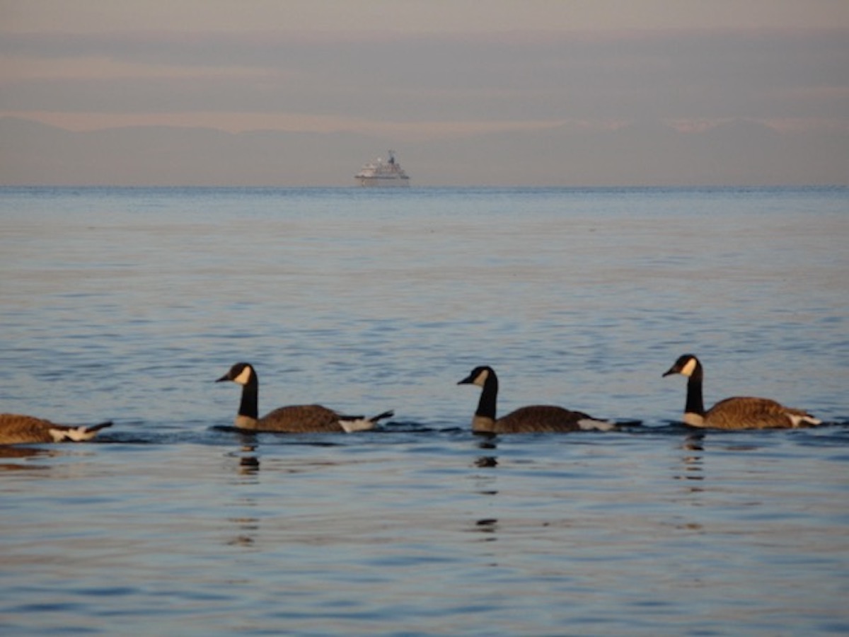 Sea legs in the Arctic